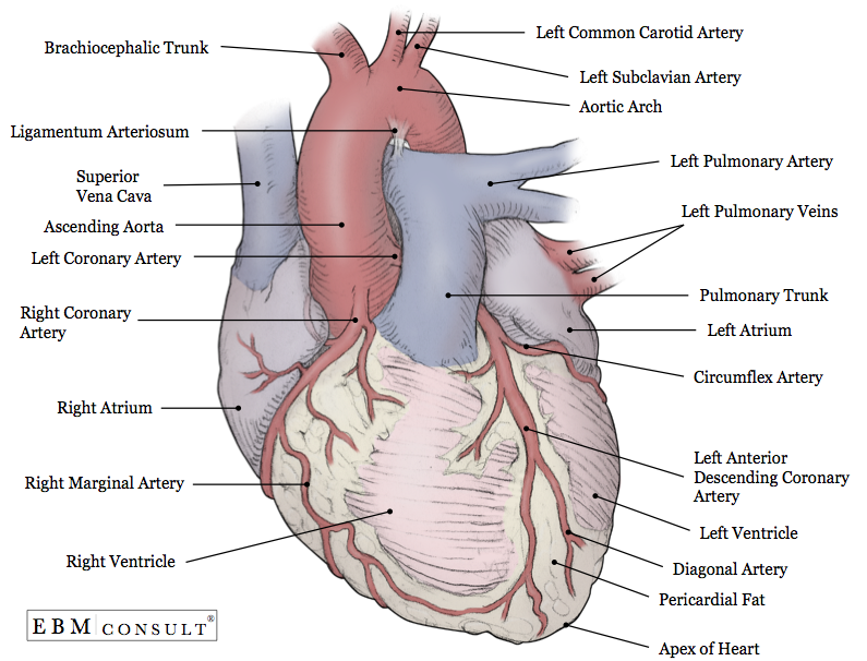 external-structure-of-heart-external-structure-of-the-heart-2019-02-11